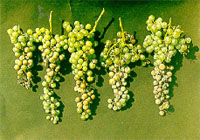 uva bianca