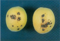 albicocche