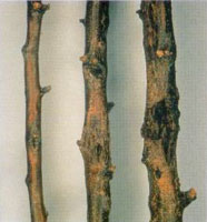 branchette di susino 