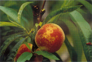 pesche