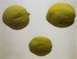 sharka su albicocche