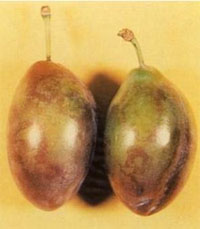 sintomi di sharka su susine