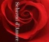Schermi d'Amore